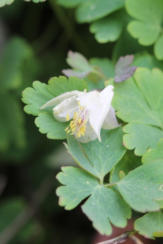 Laramie Columbine (Aquilegia laramiensis)