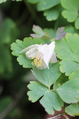 Aquilegia laramiensis, photograph (c) Austin Saunders, some rights reserved (CC BY)