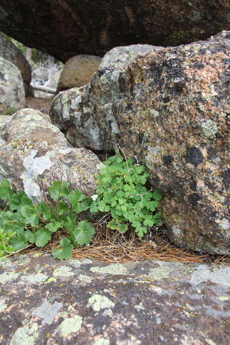 Aquilegia laramiensis, photograph 6