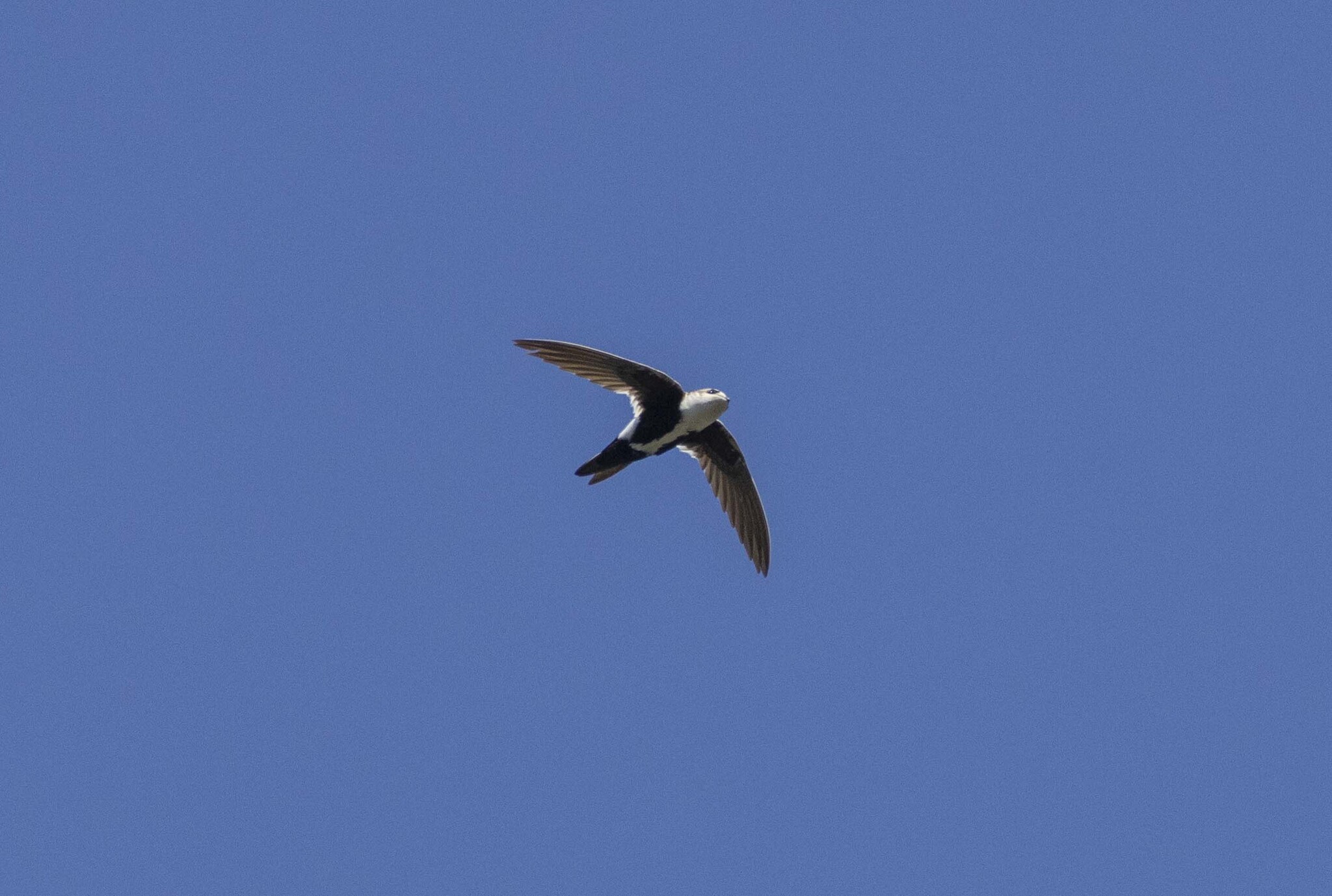 Aeronautes saxatalis (Woodhouse, 1853)