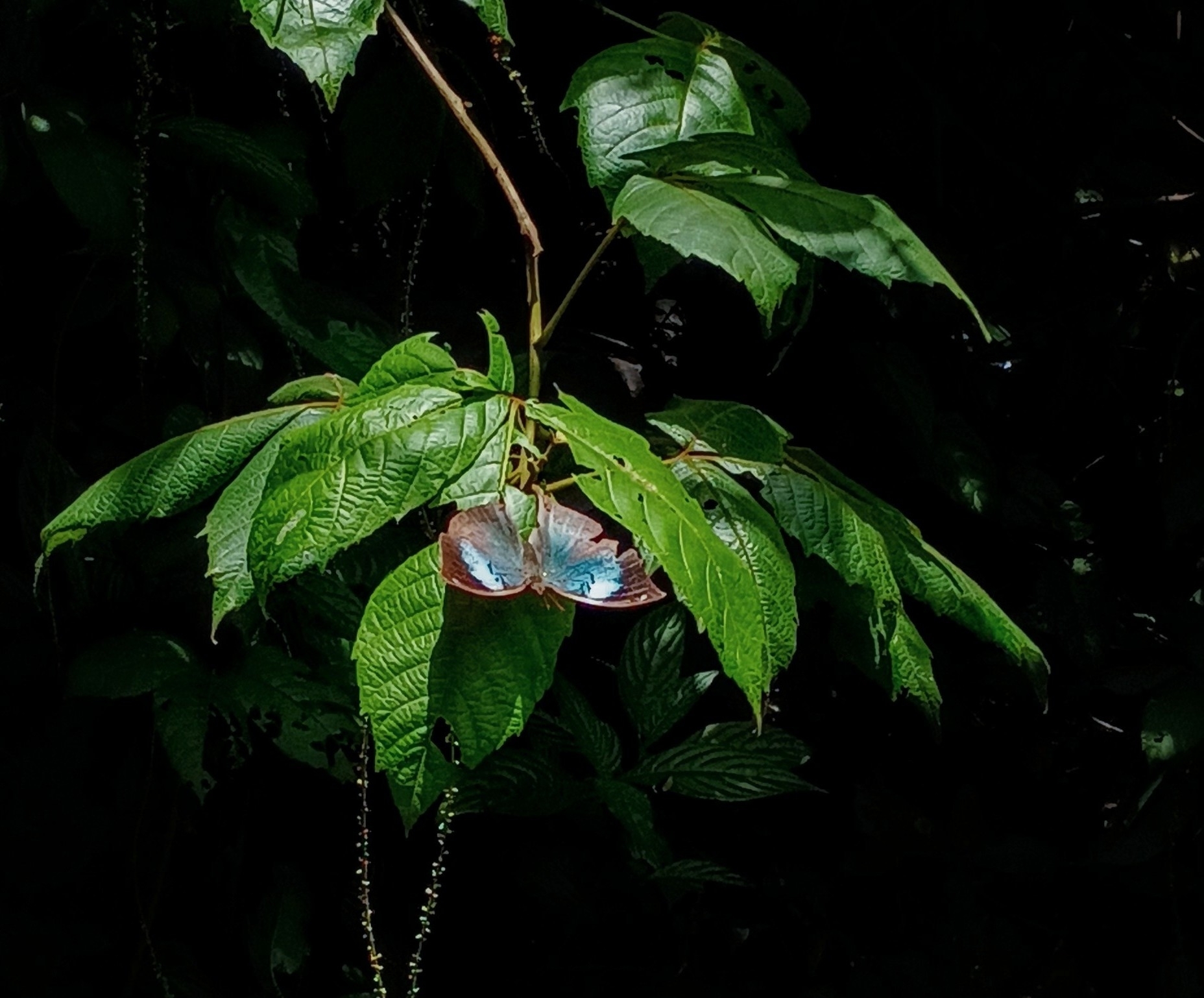 Sahyadri Blue Oakleaf
