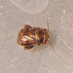 Coridromius chenopoderis