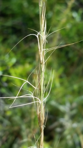 Aristida beyrichiana