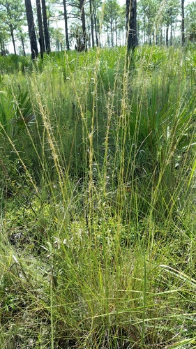 Aristida beyrichiana, photograph 2