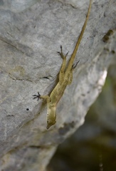 Anolis allogus
