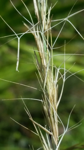 Aristida beyrichiana, photograph 3