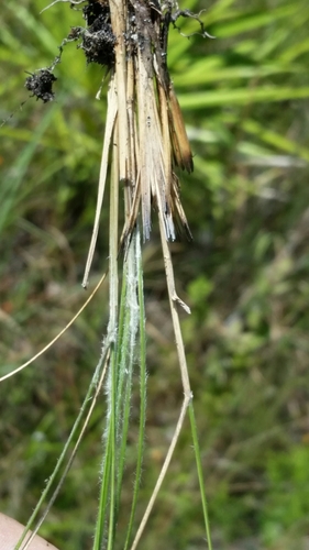 Aristida beyrichiana, photograph 4