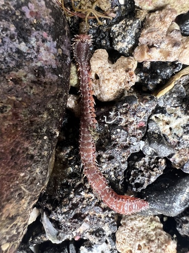 Pherecardia striata observed 2025-06-12