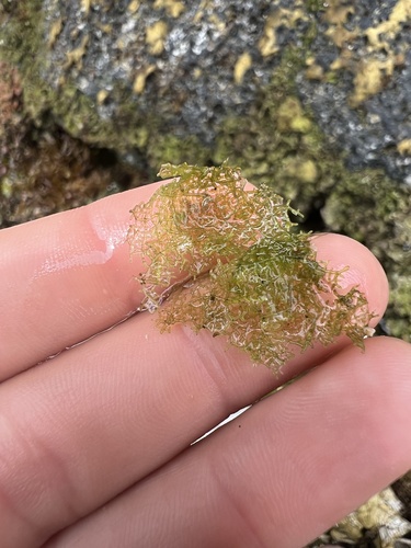 Microdictyon setchellianum observed 2025-06-12