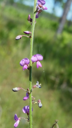 Image of Desmodium tenuifolium by (c) Jay Horn, some rights reserved (CC BY)