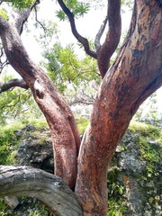 Comarostaphylis glaucescens