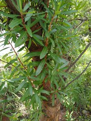 Comarostaphylis glaucescens