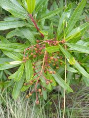 Comarostaphylis glaucescens