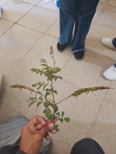 Indigofera hirsuta iNat (2)