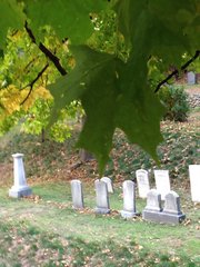 Acer saccharum
