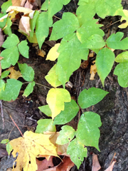 Toxicodendron radicans