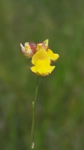 Image of Utricularia simulans by (c) Jay Horn, some rights reserved (CC BY)