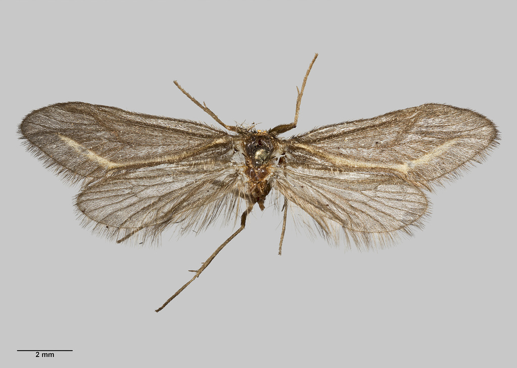 Olinga fumosa
