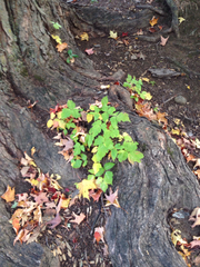 Toxicodendron radicans