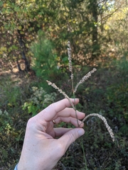 Paspalum floridanum