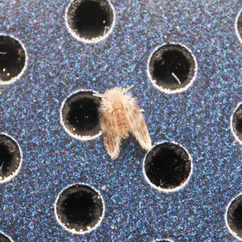 Moth fly photo 6