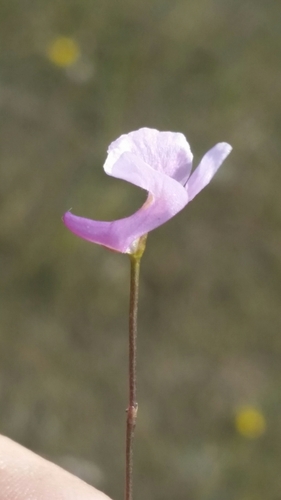 Utricularia resupinata image
