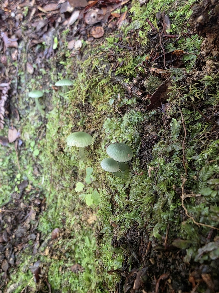 Gliophorus graminicolor · June 2025 · photo: © nicnation (iNaturalist, cc-by)