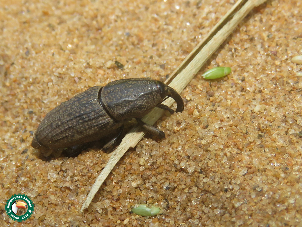 Sphenophorus brasiliensis