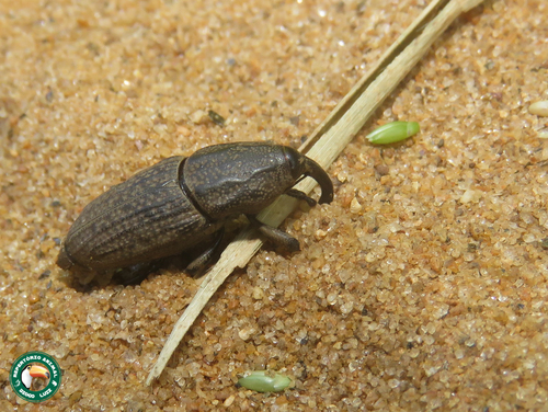 Sphenophorus brasiliensis