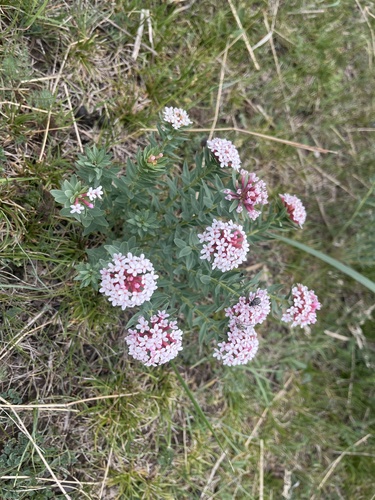Chinese Stellera