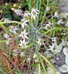 Amerallium
