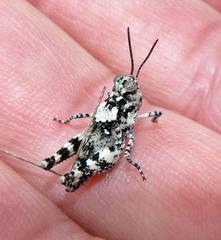 Trimerotropis saxatilis