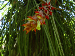 Acanthostachys strobilacea