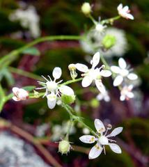 Micranthes petiolaris