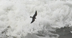 Hydrobates leucorhous