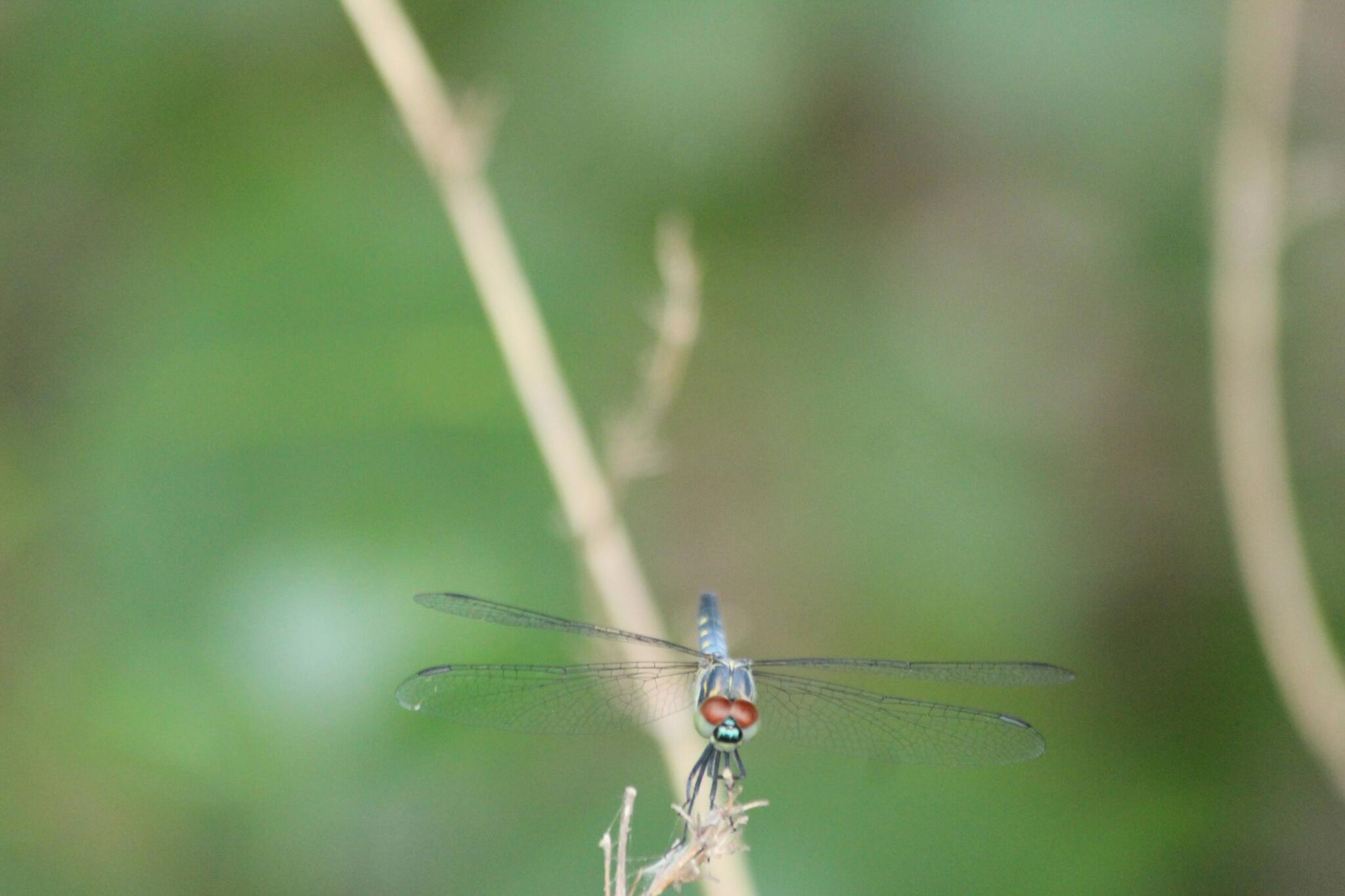 Little Blue Marsh Hawk