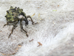 Sternechus tuberosus