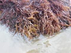 Chondracanthus chamissoi