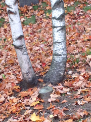 Betula populifolia
