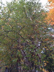 Betula populifolia