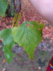 Betula populifolia