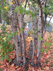 Betula populifolia