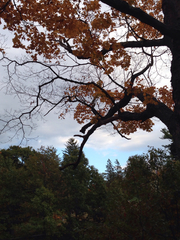 Acer saccharum