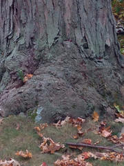 Acer saccharum