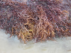 Chondracanthus chamissoi