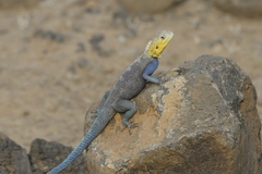 Agama spinosa