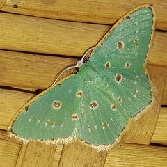 Comostola nereidaria