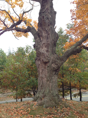 Acer saccharum