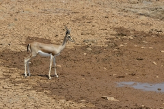 Gazella dorcas
