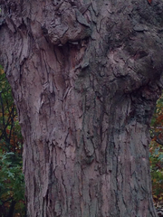 Acer saccharum
